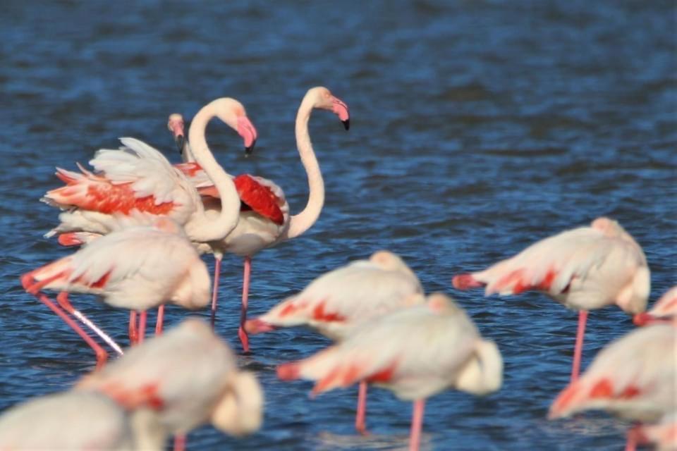 Barcaresa-La Perle Vue Mer Pieds Dans L'Eau Clim Wifi لوسات المظهر الخارجي الصورة